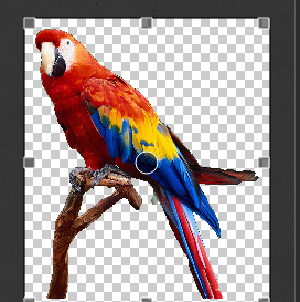 How to Crop the Image after Removing Its Background